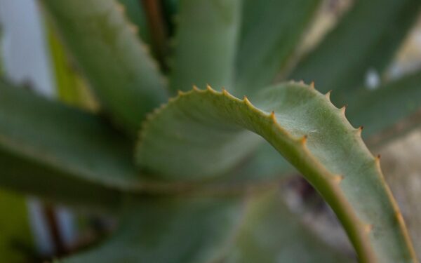 Sábila (Aloe Vera): Propiedades, Beneficios y Usos para la Salud