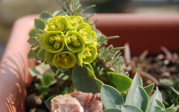 Euphorbia Hirta: Beneficios, Recetas y Propiedades Medicinales