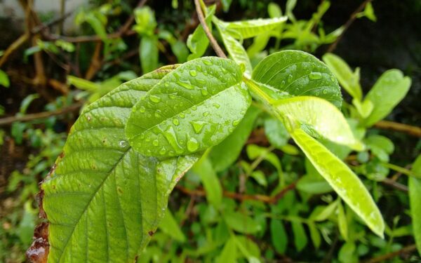 Hoja de Guayaba: Propiedades, Usos y Beneficios para la Salud