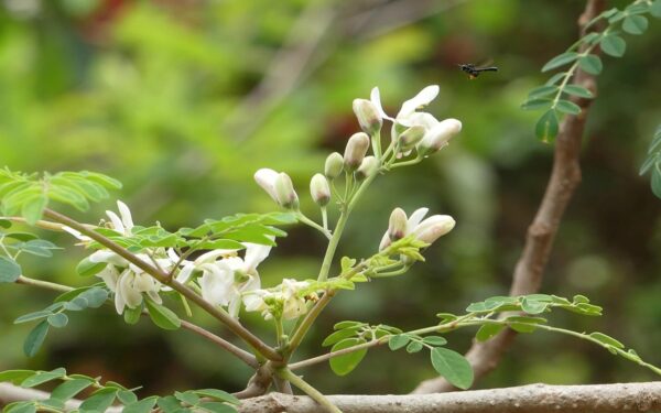 Moringa: Beneficios, Propiedades y Usos Medicinales