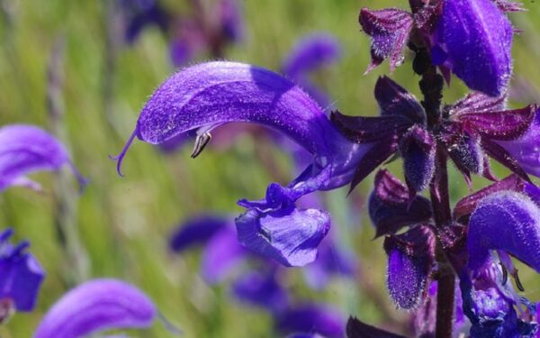 Salvia: El remedio natural que tu intestino necesita para prevenir y fortalecer la salud digestiva