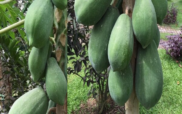 “El poder regenerador de la savia de papaya: beneficios y forma correcta de usarla en la piel y los pies”