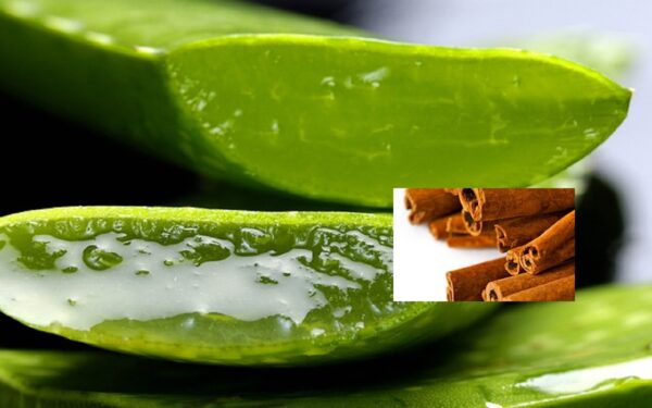 “Aloe vera con canela: el poderoso dúo natural que fortalece la salud y protege la vista”